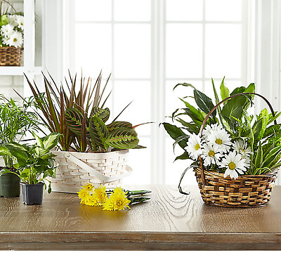 Florist Designed Dish garden