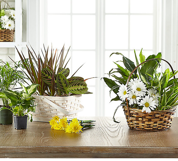 Florist Designed Dish garden