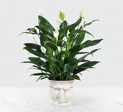 Comfort Planter