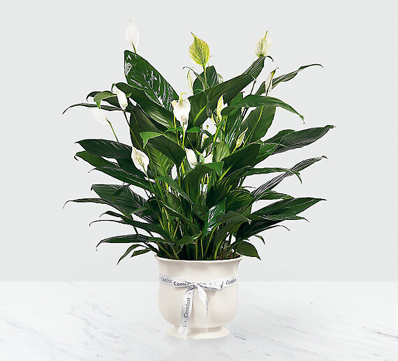 Comfort Planter