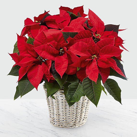 The Red Poinsettia Basket 6&quot; 5 Bloom